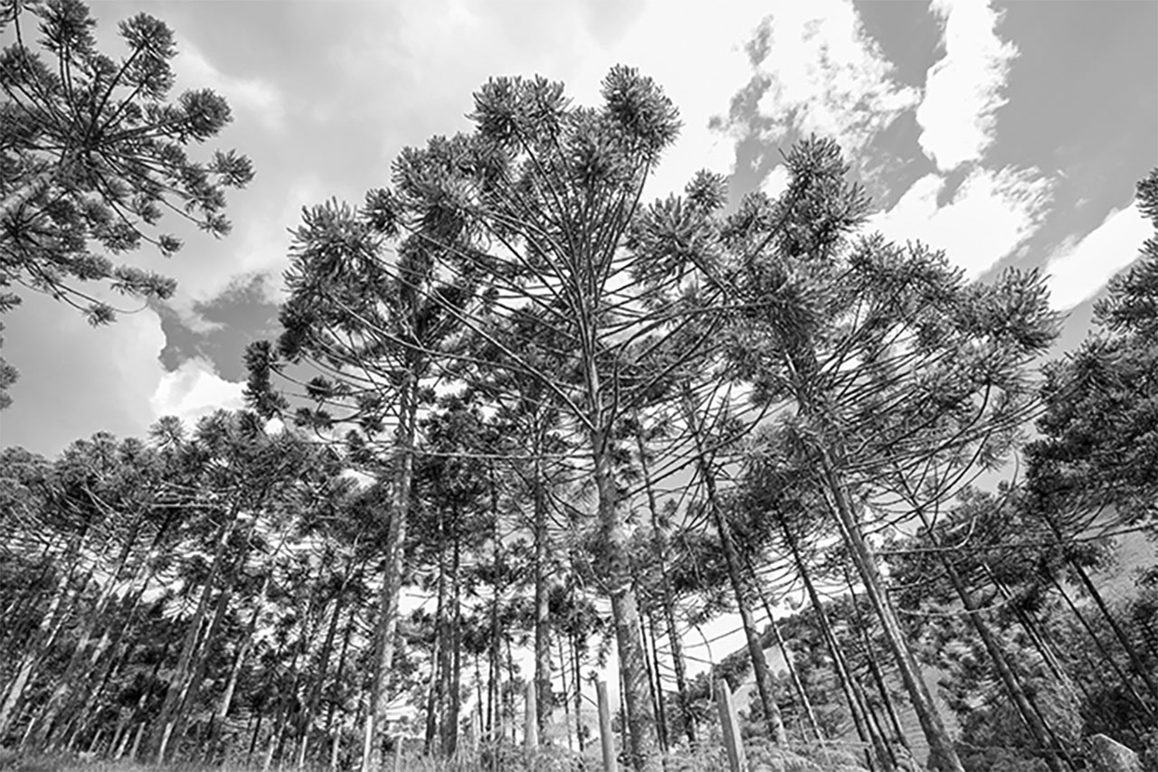 Brasil Kiefer Brasil Kiefer