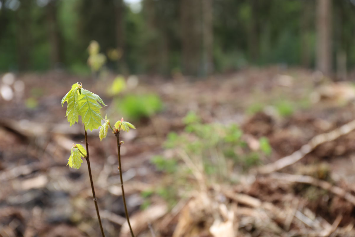 Wald